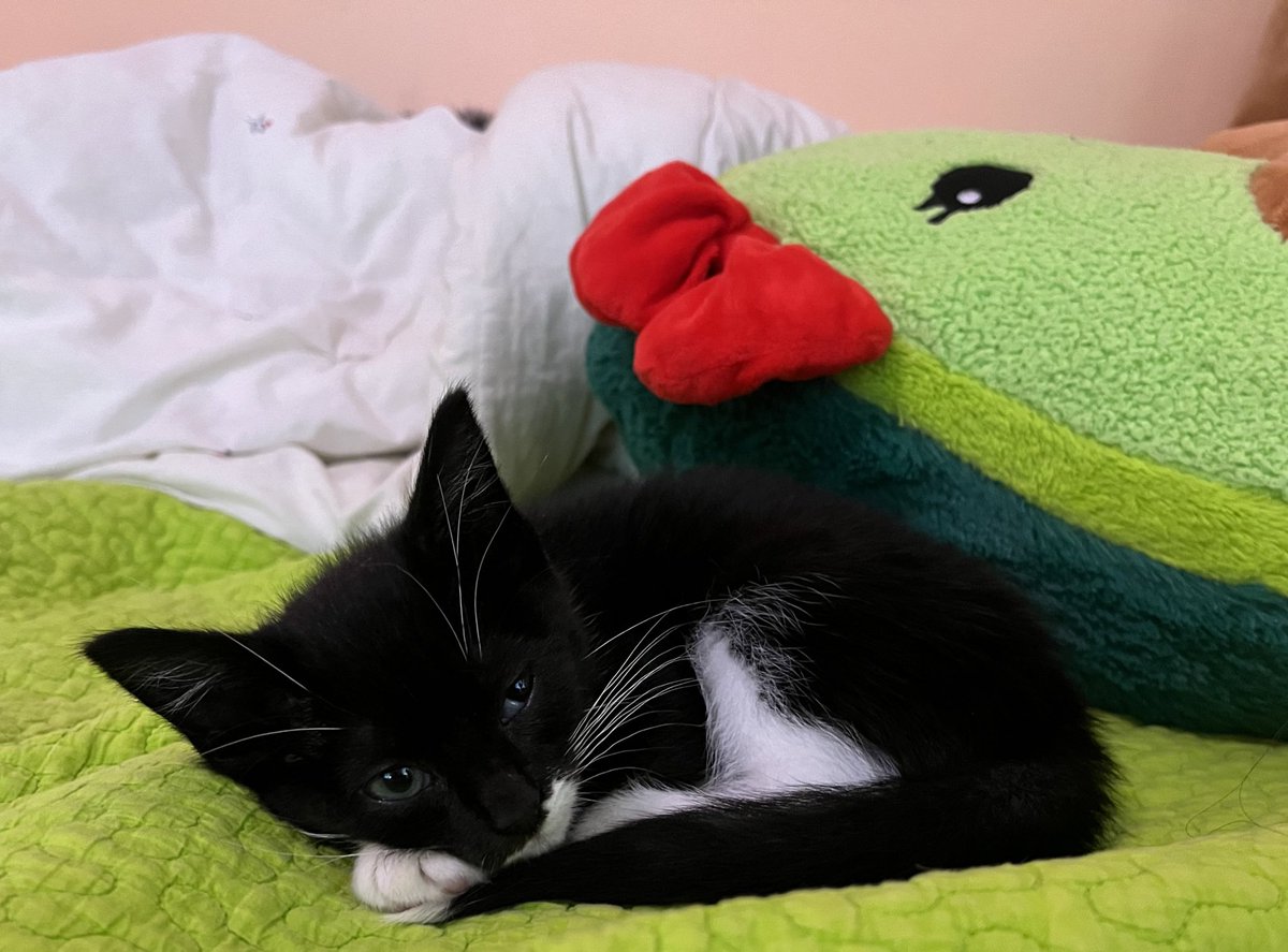 ysregii's tweet photo. oh yea this is the new bby in question ❣️
isn’t she so cute 🥹
first pic is her tryna steal my new years money 🫣 last pic is how smol she was when we first got her 😭🫶🏼 https://t.co/4nzFarf9JE