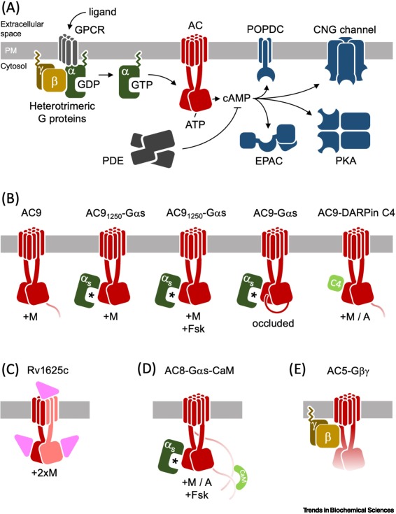 Online now - the Review 'Structural insights into membrane #AdenylylCyclases, initiators of #cAMPsignaling' from @KorkhovLab and colleagues. #signaltransduction #GPCRs #signalosomes #molecularpharmacology Read it here 👉 authors.elsevier.com/sd/article/S09…