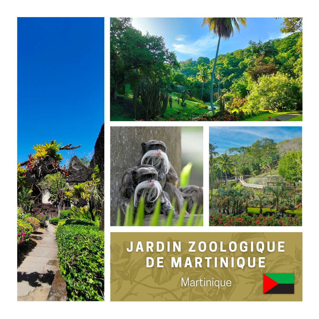 aajre_org's tweet photo. 💐 Le Jardin zoologique de Martinique rejoint l’association des amis des jardins remarquables européens
🔗 https://t.co/Uc0zABX7QO
#zoodemartinique #jardinzoologiquemartinique #Jardin #Remarquable #parcsetjardins #martinique #aajre #Association #Patrimoine #Europe #Paysage #Nature #JardinRemarquable #Label #tourisme #PrixDelArtduJardin #garden
@zoodemartinique @ministereCC @rdv_jardins
