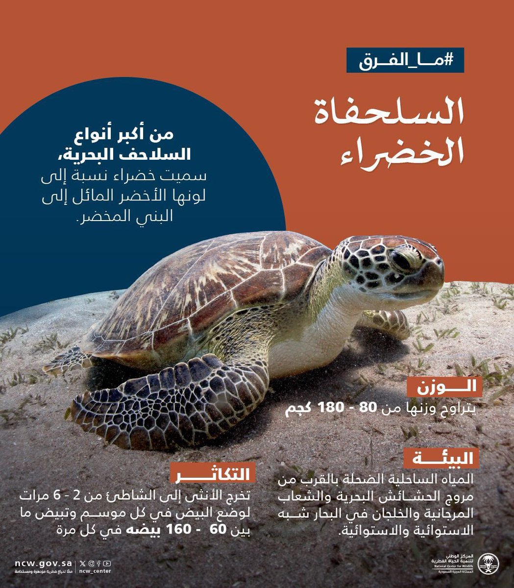 #ما_الفرق بين السلحفاة الخضراء و السلحفاة صقرية المنقار؟   

#محافظة_تنمية_استدامة