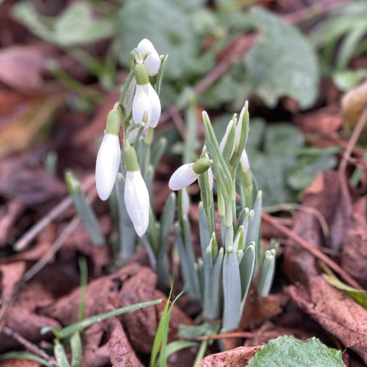 And so it begins…the first snowdrops blooming in our village churchyard photographed just now on my way to the postbox. Joy! 🌱🤍🌱#joy #hope