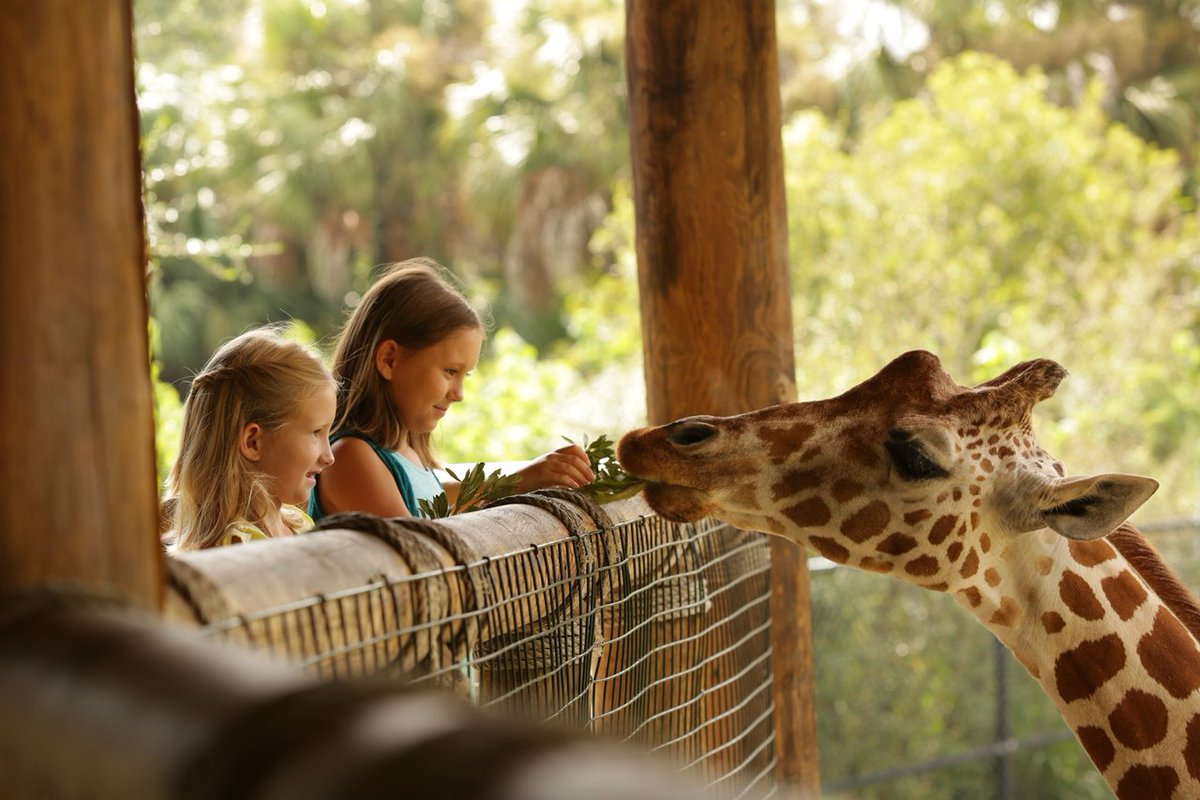 It's a home run of a weekend in Jacksonville!🌴

Between games at the Jax Classic, explore the Jacksonville Zoo & Garden. Swing by and make your weekend a grand slam by visiting the award-winning exhibits and gardens! 🦒🌺

#OnlyInJax #TheFlipSideOfFlorida #BestOutsideOfOmaha
