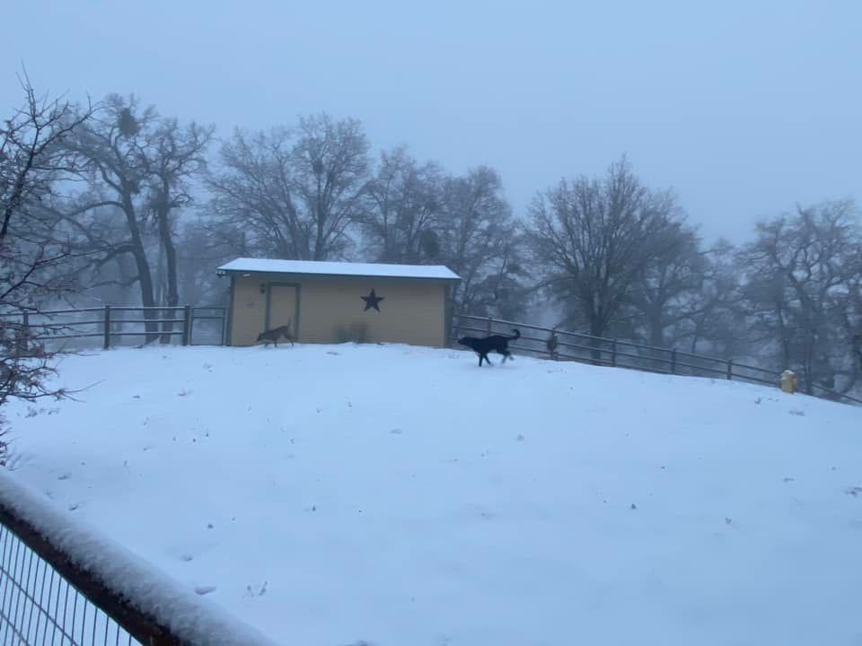 Thanks to Marilyn Kagley of #BearValleySprings here's Kern County's first pic of 2024 #snowfall!

1-3' above 4,500'. #WinterWeatherAdvisory