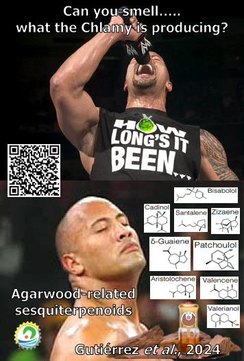 tk_ozawa's tweet photo. Amazing #SSBlab work🤯 that shows metabolic engineering in #Chlamydomonas for sustainable #terpene production, and a terpene ‘milking’ #bioprocess coupled to green-chemistry functionalisation to recreate #agarwood sesquiterpenoid mixtures🌳.
#SynBio #Algalbiotech #Terpenoids #Oud https://t.co/e626bF0tnV