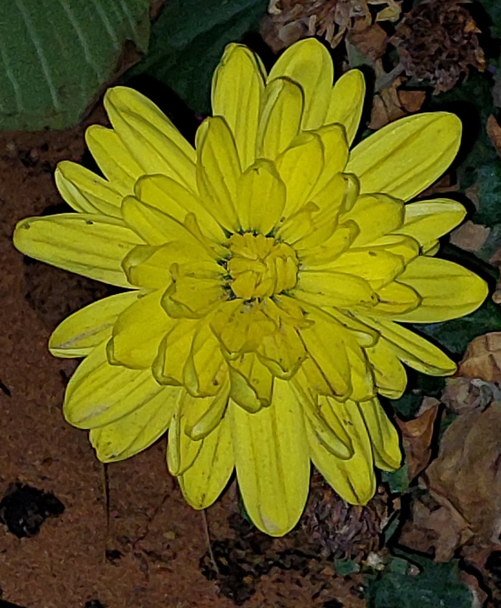 Just_JR0503's tweet photo. It has started to wither. 🌼

#MrTH https://t.co/6y8Ryprkpq