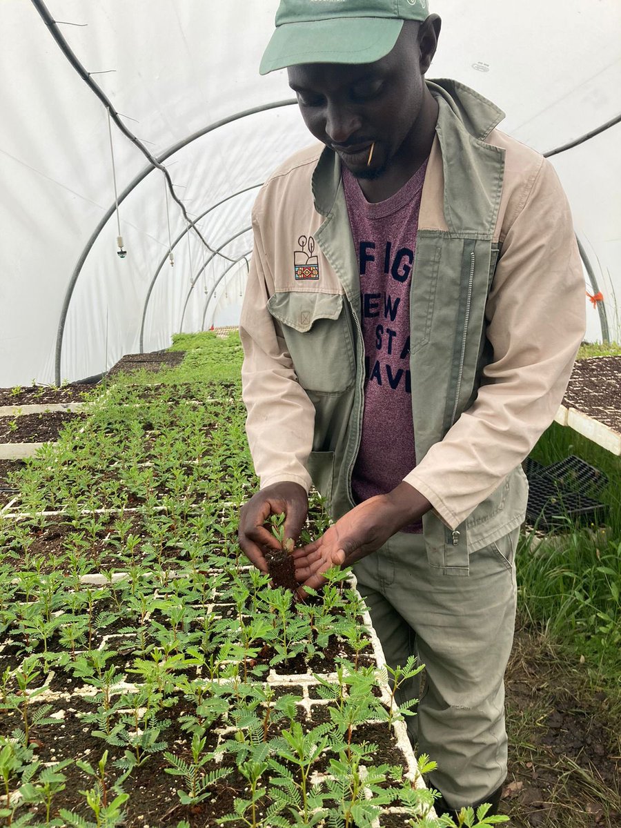 Ringing in 2024 with a renewed green commitment! Our Nguni warriors are back in action,embracing full green mode. Happy New Year to all the passionate Tree Huggers,Growers,Environmental Activists & fellow Greenies! #Green2024 #EcoWarriors #Restorationgeneration #mzansi #trees