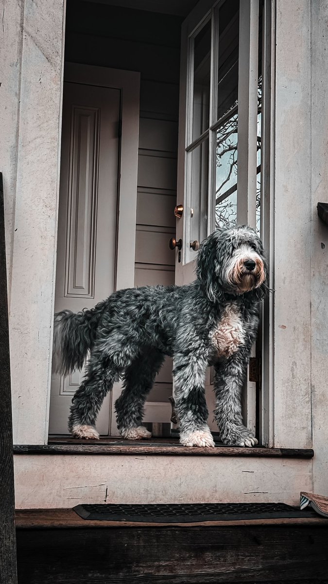 Big Mill aka Mildred aka Millie Mill #bernadoodle #doodle #doggo