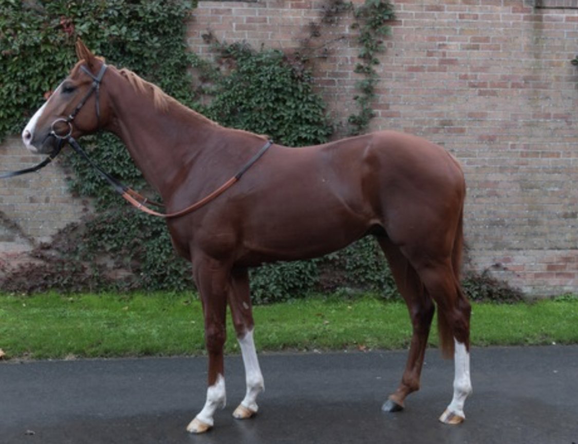 A 2 YEAR syndicate membership! 🏇

Offered by <a href="/Byerley_Project/">Byerley & Godolphin Conservation</a> in the #RacingForAReason Online Charity Auction: 

✅ 4 racehorses
✅ Preserves Byerley Turk bloodline
✅ Yard and stud visits

Over 120 lots here 👇
thoroughbid.co.uk/collection/39

Bidding 𝐋𝐈𝐕𝐄 until Sunday! 🗓️