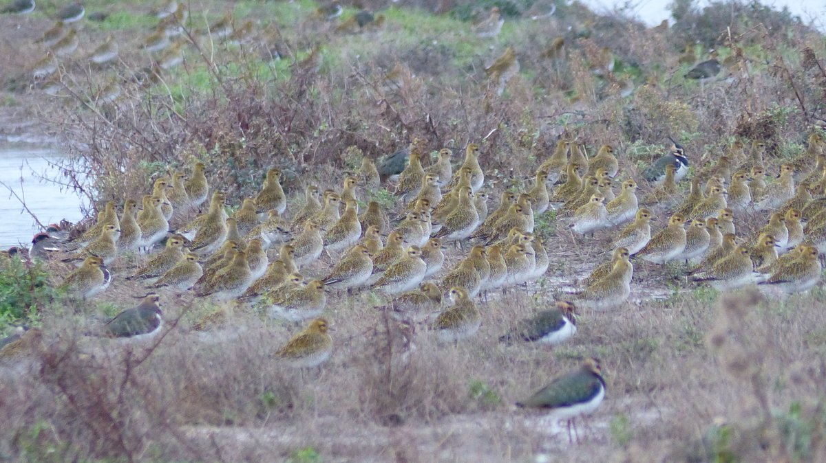 IreneBoston2's tweet photo. After a recount, we ended up on 103 (not 104!) for the NOA sponsored birdwatch - still v satisfying to reach our 100 sp target. Here's Sophie's report of the super day &amp; thanks to everyone who said hello on the way &amp; all the support. https://t.co/vFpBFuH12A https://t.co/EuoyUJsz3B