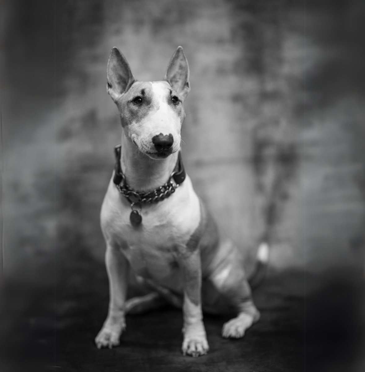 Something 2023 provided which I am incredibly grateful for, it's this lady!
Thank you so much to <a href="/HattonMusical/">Hatton MTS</a> for offering Daisy her big break and to Tom Daniels for this amazing profile picture.
🏷️ Collar from <a href="/dogsandco/">Dogs & Co</a>
🏷️ Tag from <a href="/poshtags/">#PoshTags</a>
📸 Tom Daniels Photography