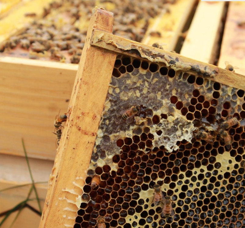 AltusProperties's tweet photo. Altus has partnered with Alvéole since 2022 to bring nature-based experiences to locations across North America. Through this partnership, the Altus bees are helping to pollinate their local environments. https://t.co/KxvuuGccEr