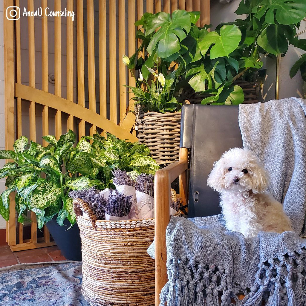 Einstein knows that sometimes, a cozy couch and a plant friend are all you need. 🌱🐕 #EinsteinWednesday #SelfCareTherapy
.
.
.
#wednesday #humpday #einstein #puppy #dog #plantshop #plants #dogsofIG #doglife #poodle #toypoodle #teacuppoodle