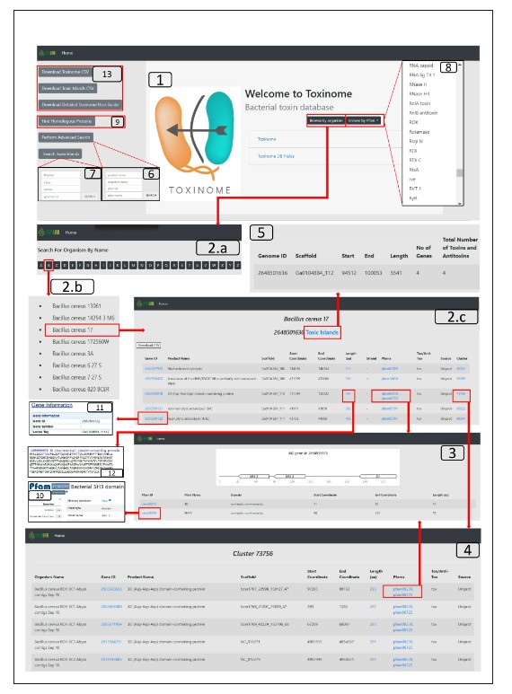 Introducing Toxinome! A comprehensive and updated bacterial protein toxin database, including 1,483,028 toxins &amp; 491,345 antitoxins encoded in 59,475 bacterial genomes across the tree of life. Learn more in <a href="/mbiojournal/">mBio</a>: asm.social/1E8