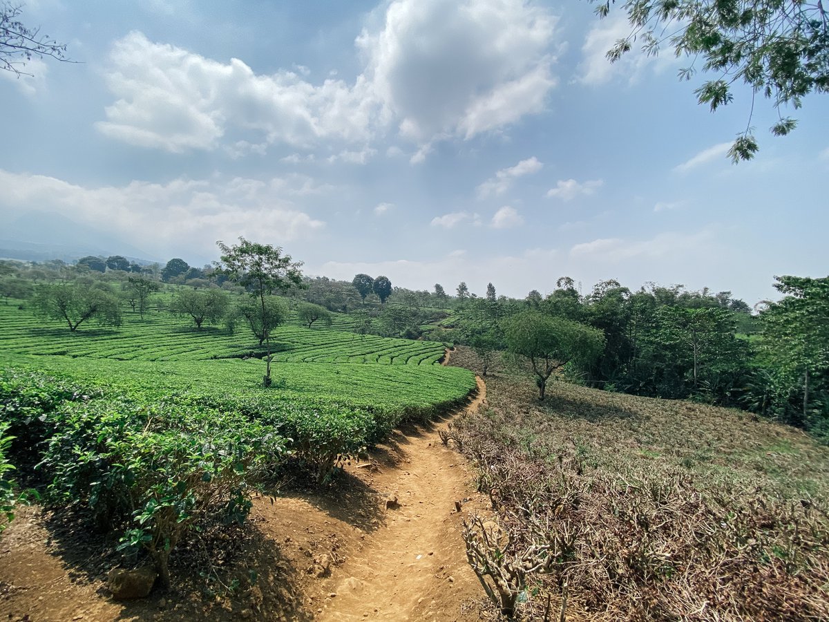inzltr_'s tweet photo. Wonosari Tea Garden.
#shotoniphone | #photography 
#garden | #NaturePhotography https://t.co/zYTNx4fvpr