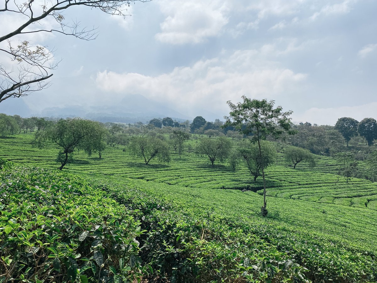 inzltr_'s tweet photo. Wonosari Tea Garden.
#shotoniphone | #photography 
#garden | #NaturePhotography https://t.co/zYTNx4fvpr
