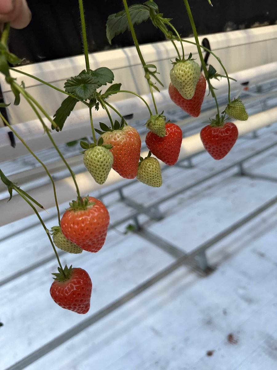 “Excuse fingers” dropping off in quantity now, but the quality and taste is still very very good 🍓🍓💪😋😘<a href="/DysonFarming/">Dyson Farming</a>
