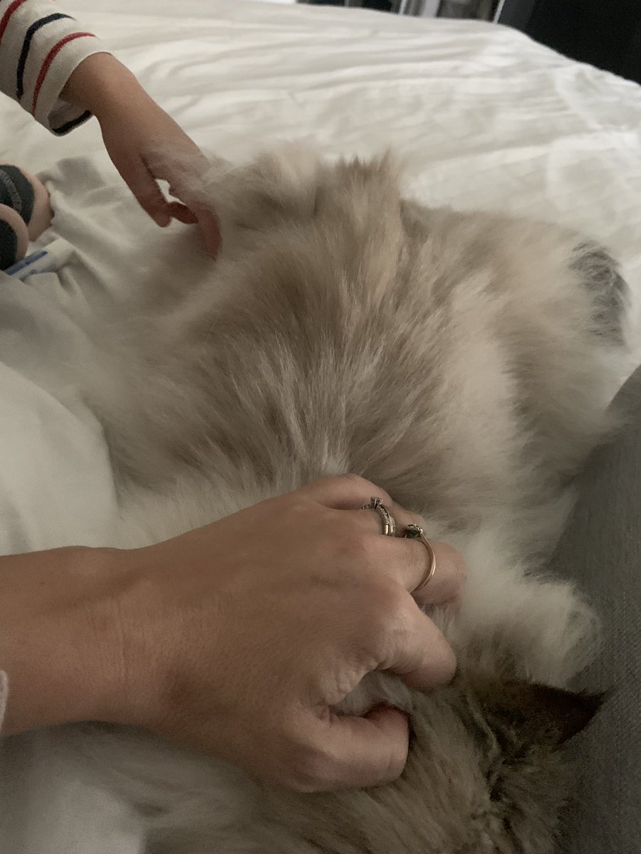 fluffy_potichat's tweet image. « Maman y a quoi sous les poils de Feuffy ? »
MAYDAY position défense enclenchée 🙀🙀