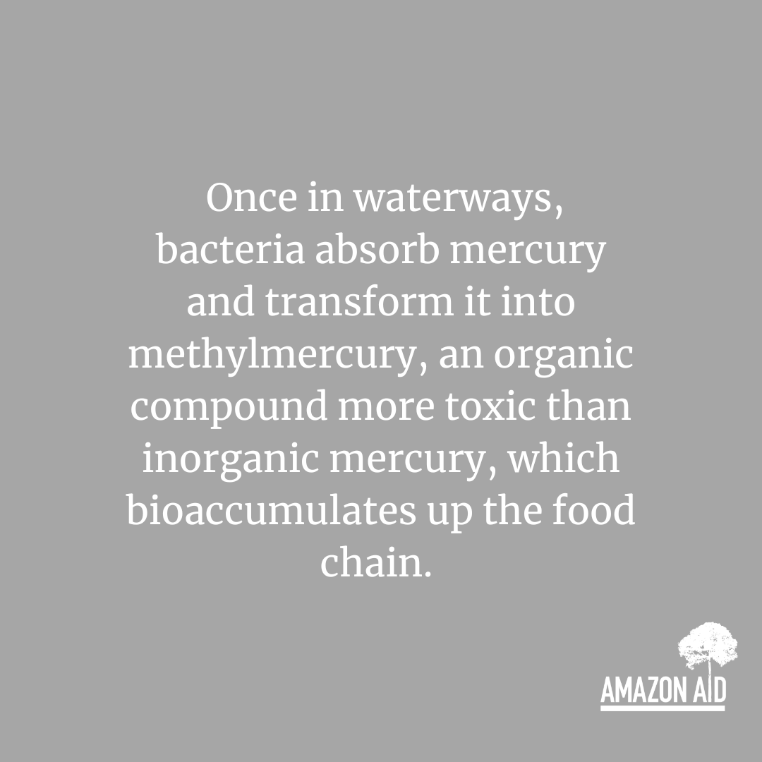 Exposure to mercury affects the brain, nervous system, kidneys, and lungs and can include symptoms such as lower IQ, sensory impairment, susceptibility to disease, disturbed sensation &amp; a lack of coordination. 

amazonaid.org/threats-to-the…