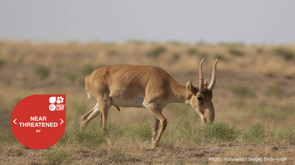 Great news as the saiga antelope has improved from Critically Endangered to Near Threatened. One population increased by 1,100%, reaching 1.3 million. Learn more in the latest IUCN Red List of Threatened Species™ update. bit.ly/41fwRVG
