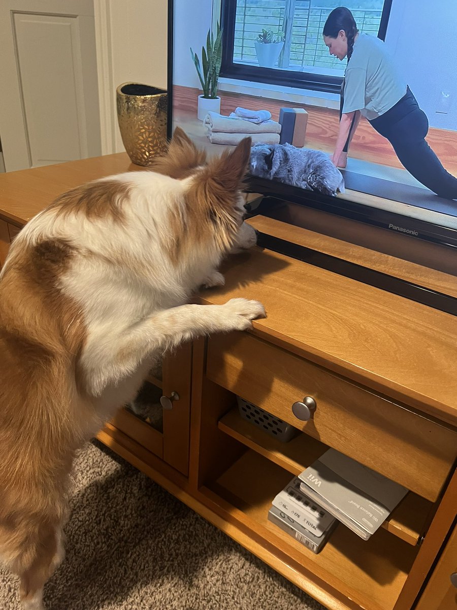 MsSweeneyTeach's tweet photo. Teddy was excited to see Benji today 😂 @yogawithadriene https://t.co/MIi9rEMSKe