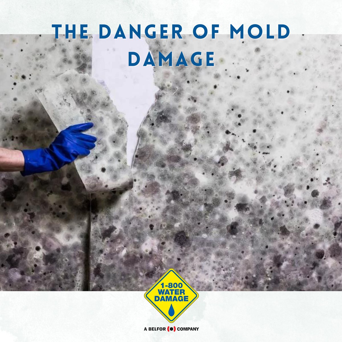 DryingExpert's tweet image. Don't ignore the hidden dangers of mold damage! Protect your health &amp;amp; home with mold awareness. Mold can cause serious health issues &amp;amp; property damage. Stay vigilant &amp;amp; take preventive measures. #MoldAwareness #HomeSafety #HealthyHome #PreventionIsKey

facebook.com/photo?fbid=309…