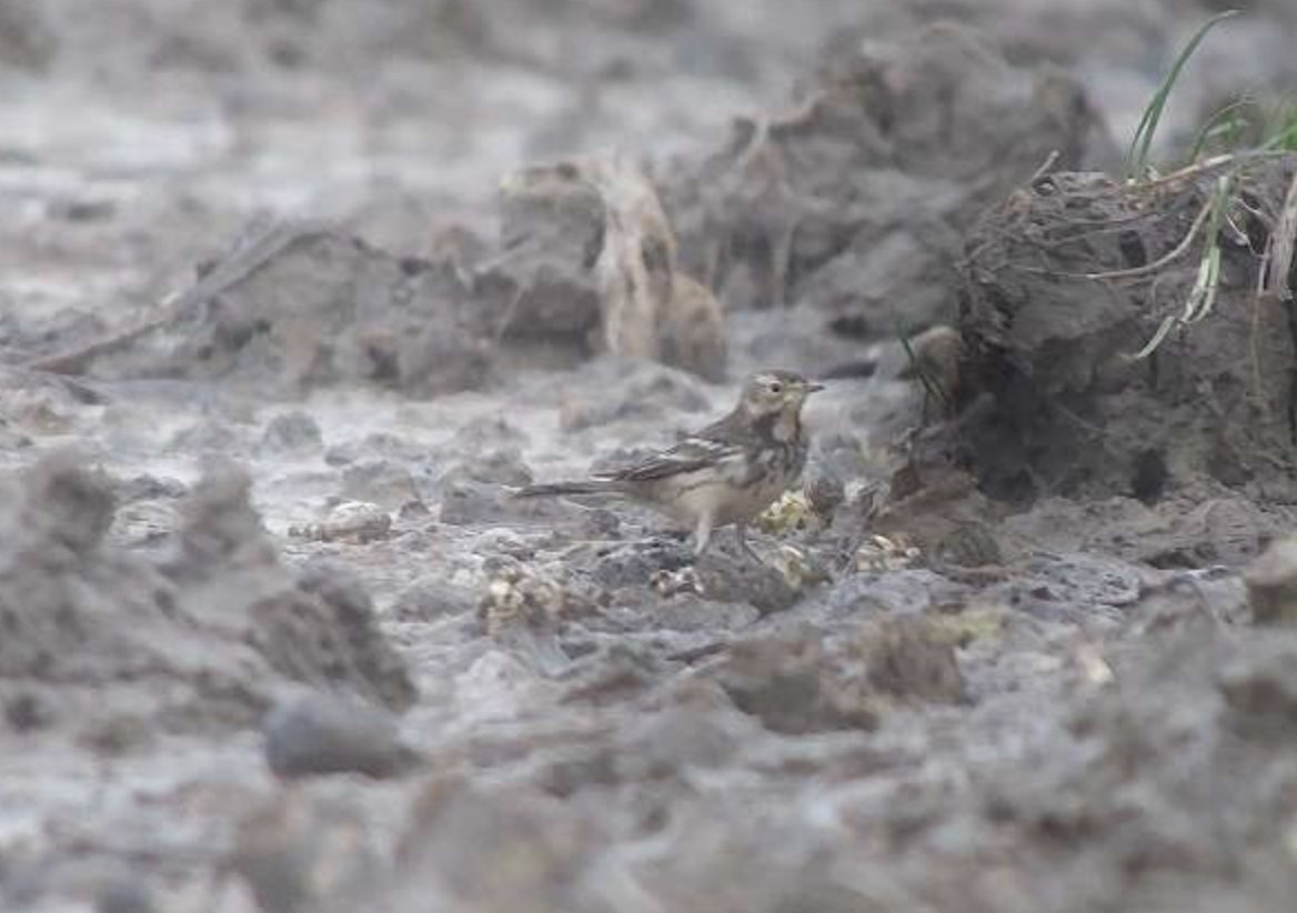 The SIBERIAN BUFF-BELLIED PIPIT / SIBERISCHE WATERPIEPER, that was first seen in Febr '23, was found again in it's favorite field today. Photo (today) by Cornelis Fokker, who also found it last year when doing a Water Pipit survey.
More at: dutchbirding.nl/gallery