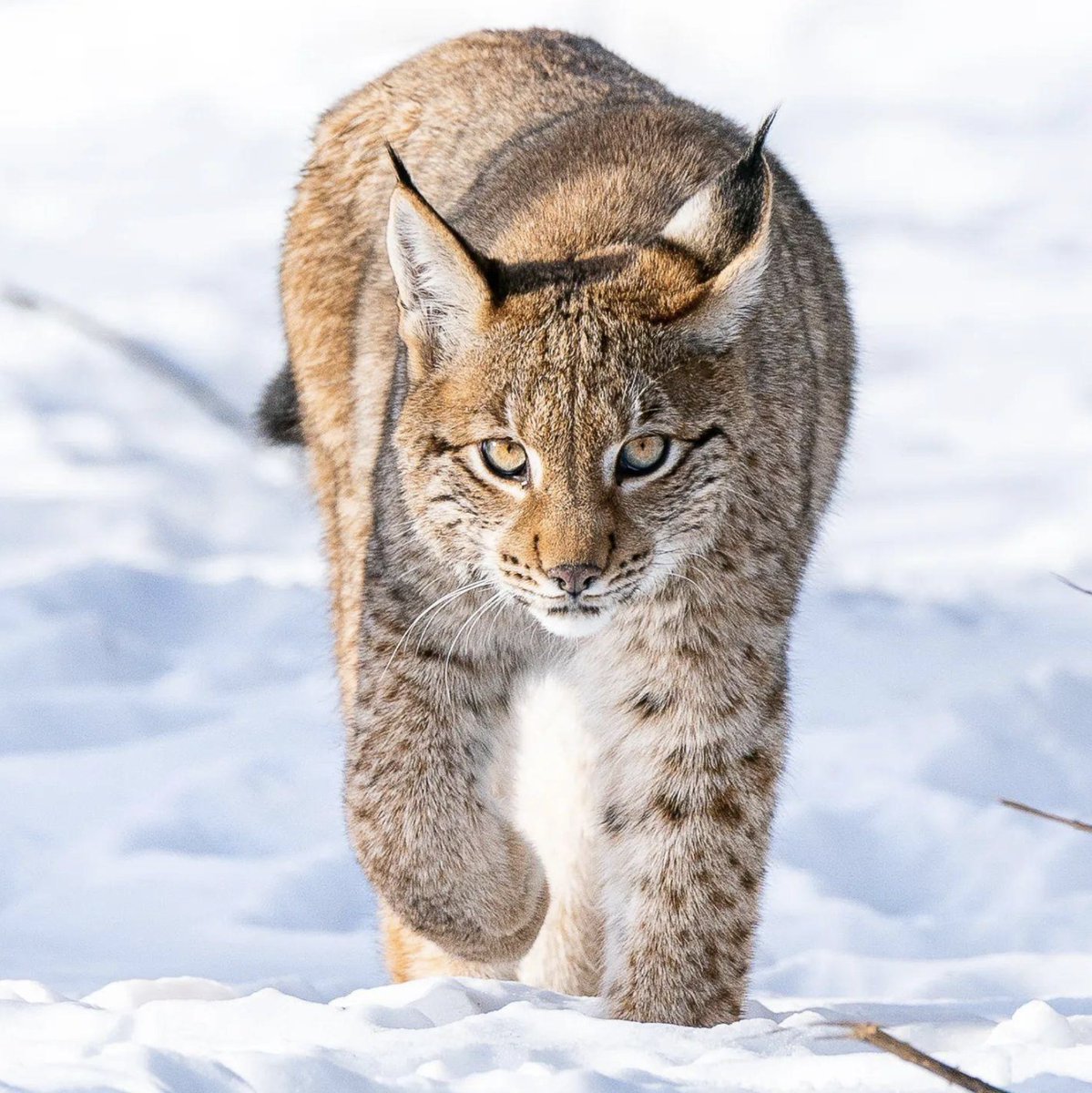 It's all in the eyes 👀 Lynxes have amazing eyesight and hearing, which makes them great hunters – they're able to scope out a mouse that's 250 feet away! #EarthCapture by Linda Smit via Instagram