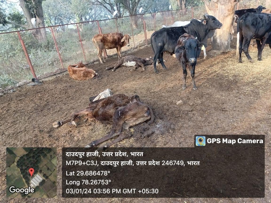 brijeshvhp's tweet photo. जय श्री राम
आज शाम सूचना मिली कि  जिला बिजनोर तहसील नजीबाबाद   भागुवाला  के पास फरजपुर गौशाला में 15 गाय मरी हुई है ।कई सारी गाय मरणासन्न की स्थिति में है ।गौशाला पहुंच कर स्थिति देखी ।जो कि काफी खराब दिखाई पड़ी ।
 @dmbijnor @digmoradabad @myogiadityanath @AvkushSingh https://t.co/GQAp3bdsZD
