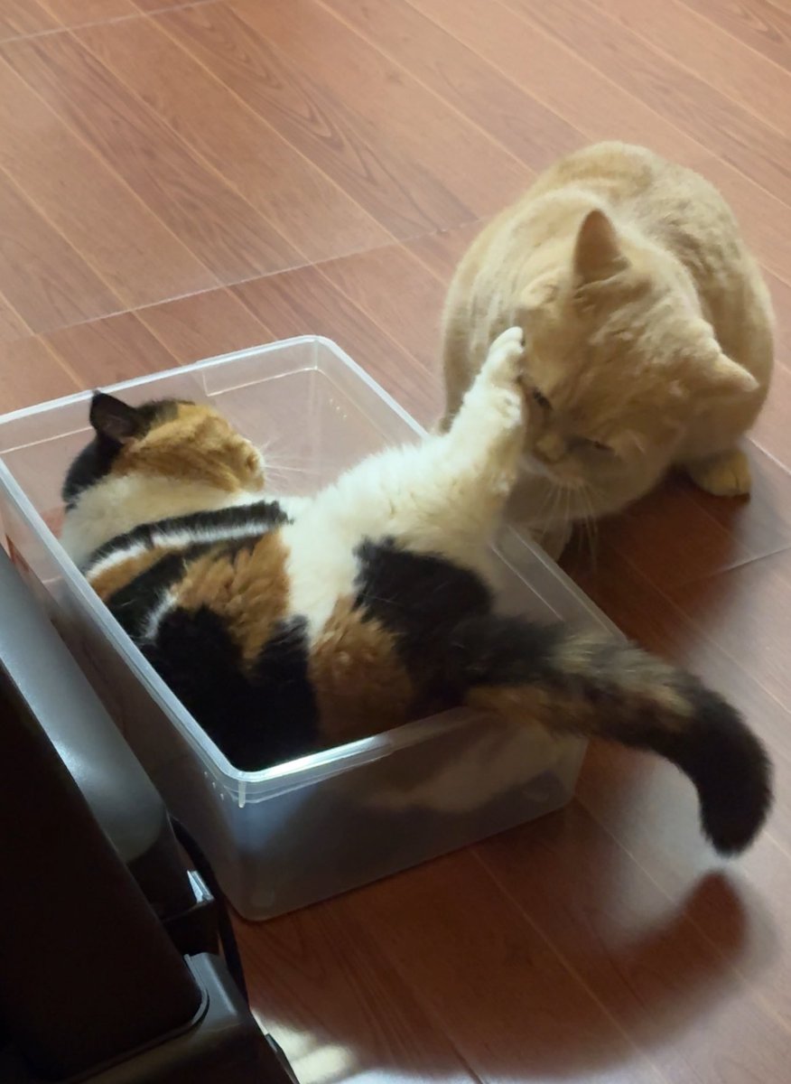 ชั้น ไม่ใช่ แมวอ้วนแสนตลก!!! 😡😡😡