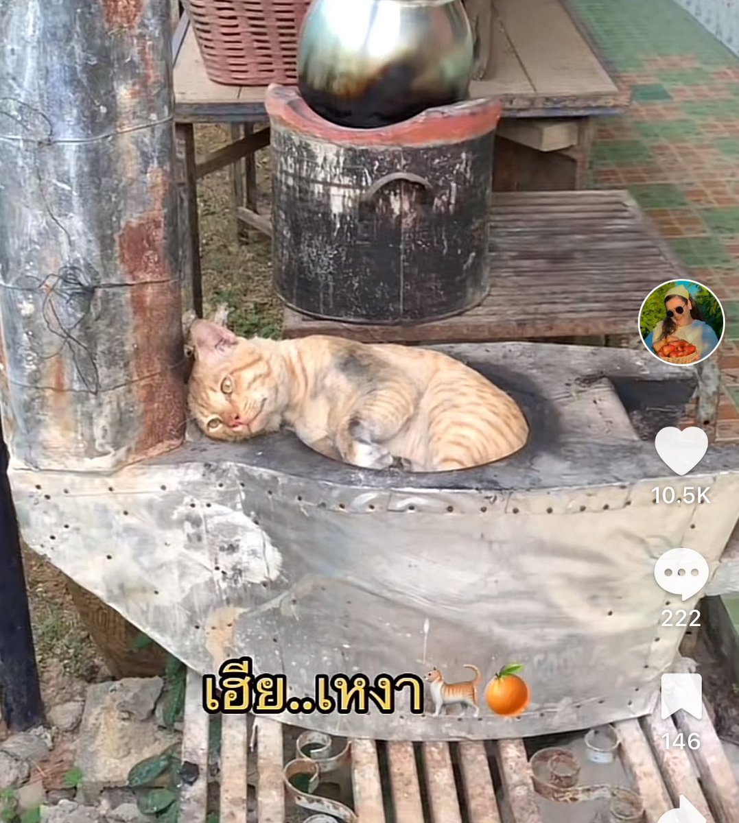 ปป🦋 tweet media