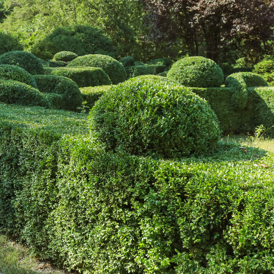 InspectionCan's tweet photo. Starting the year with some good news.
The U.S. recently recognized British Columbia as being free from the invasive #BoxTreeMoth and is now allowing the import of boxwood shrubs from that province with proper certificates.
https://t.co/ZAWUBtBqVy https://t.co/XavBuNTz5r