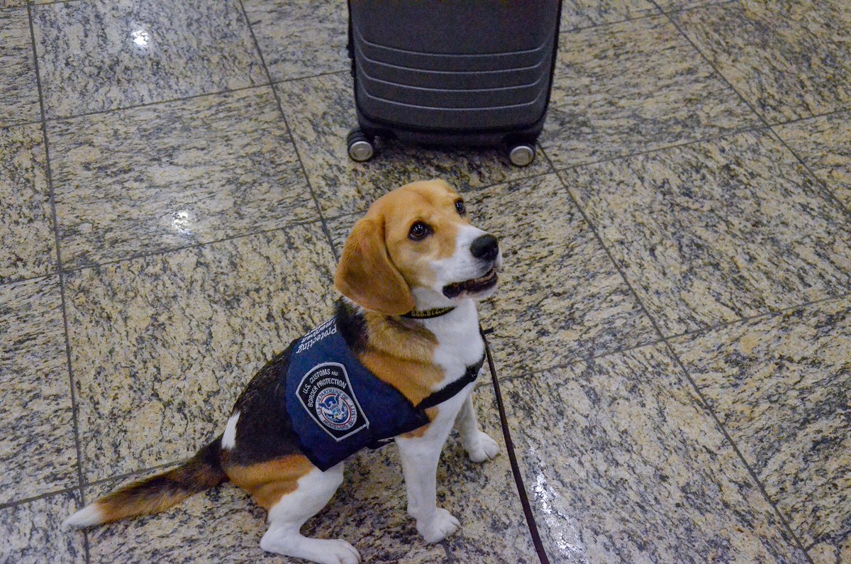borderObserver's tweet image. #STATUS 2024-Jan-05

Search Engine 95 Headlines for #Thur 4 Jan 2024
#Overload_unload by 2pm MT
dailybordernews.github.io

#Photos @CBPSoutheast 4 Jan
"Everly" on duty at @ATLAirport. He sniffs out pork, sausage and prohibited items. #BeagleBrigade