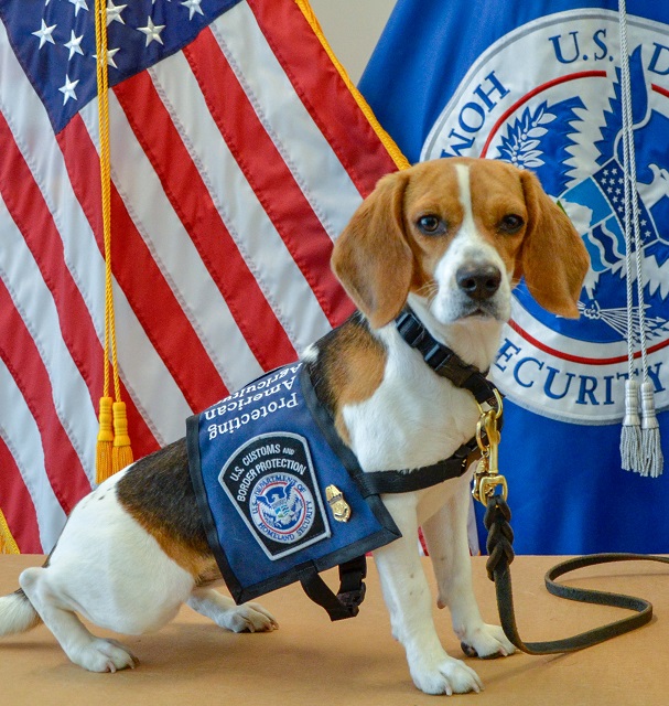 borderObserver's tweet image. #STATUS 2024-Jan-05

Search Engine 95 Headlines for #Thur 4 Jan 2024
#Overload_unload by 2pm MT
dailybordernews.github.io

#Photos @CBPSoutheast 4 Jan
"Everly" on duty at @ATLAirport. He sniffs out pork, sausage and prohibited items. #BeagleBrigade