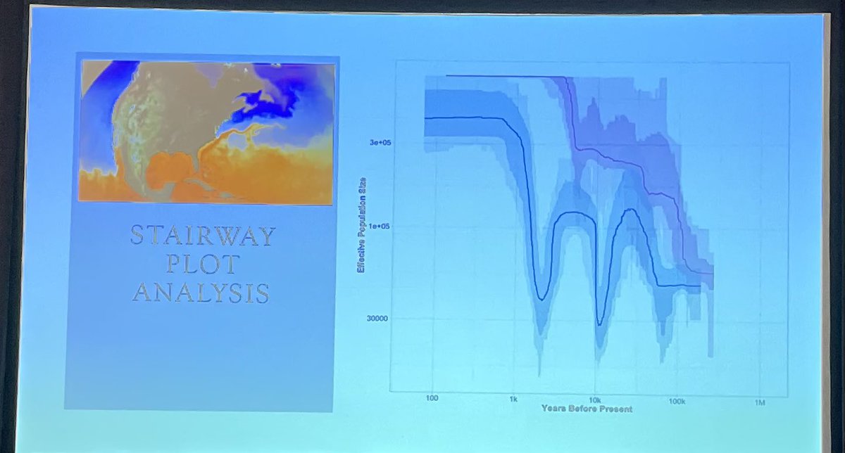 Northern and southern populations of 𝘔𝘯𝘦𝘮𝘪𝘰𝘱𝘴𝘪𝘴 seem to have distinct genomic signatures. Why? The Gulf Stream may act as a barrier near the outer banks, limiting population mixing. Is there a name-change coming for this little #ctenophore?