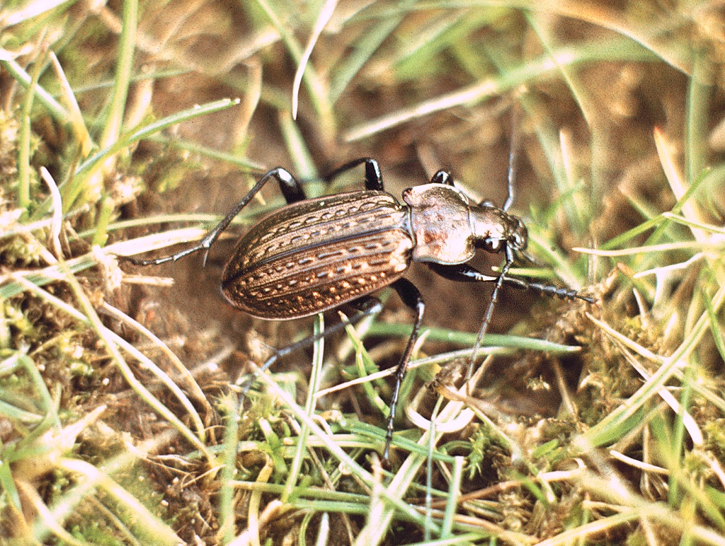 Join us this #WildlifeWednesday as we meet the marvellously named... 🌭Sausage Ground Beetle (Carabus granulatus)🌭 ...so named for the patterning on its wing cases that resemble strings of sausages! 👇 buglife.org.uk/bugs/bug-direc… #Sausages #Beetle #Carabid