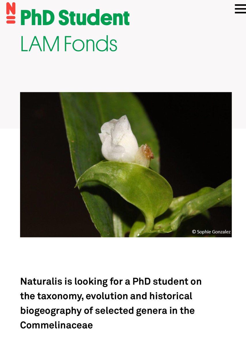 A fully-funded PhD position on plant taxonomy, phylogenenomics, and macroevolution in our Tropical Botany 🌴 group @Naturalis_Sci (Netherlands), please spread the word and apply! naturalis.nl/en/about-us/jo…