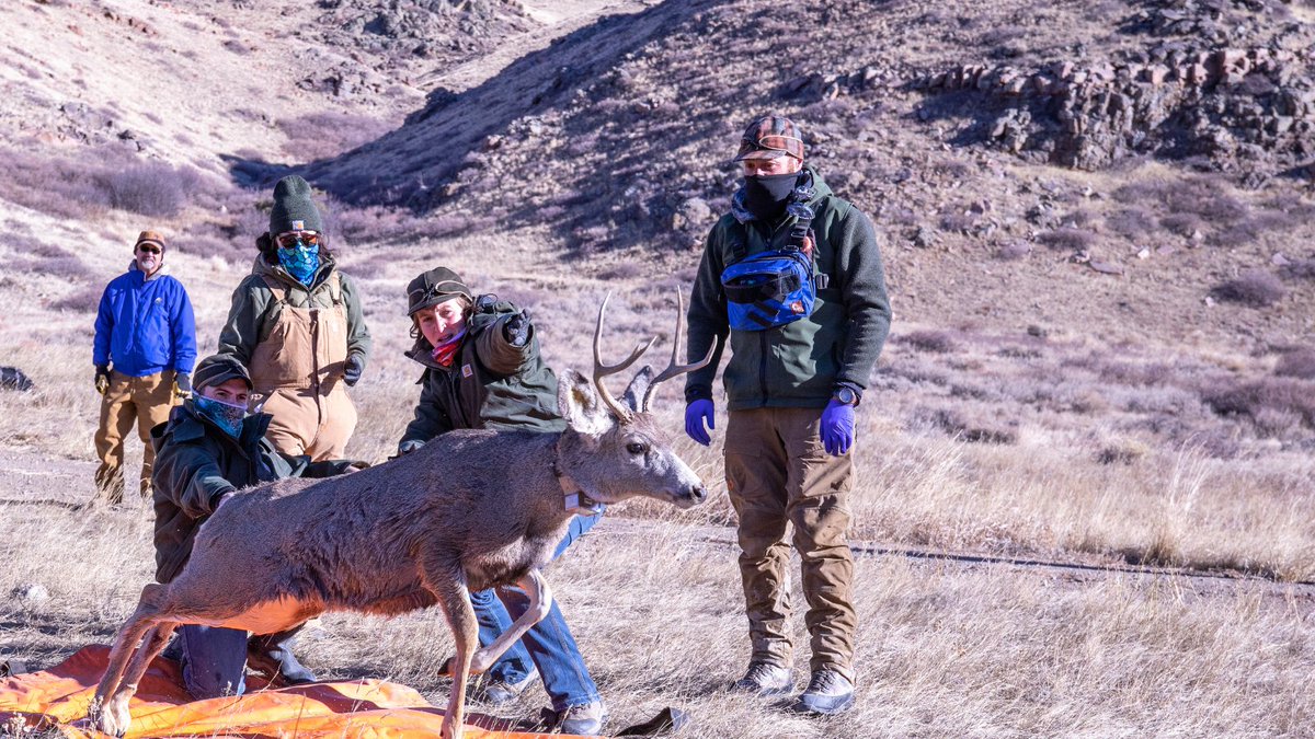 With 2023 behind us, Game and Fish is reflecting on its most notable projects &news stories. Each year is different, but one thing remains the same — the department worked tirelessly to conserve 800+ species of fish and wildlife that call WY home > bit.ly/3NOjxCe