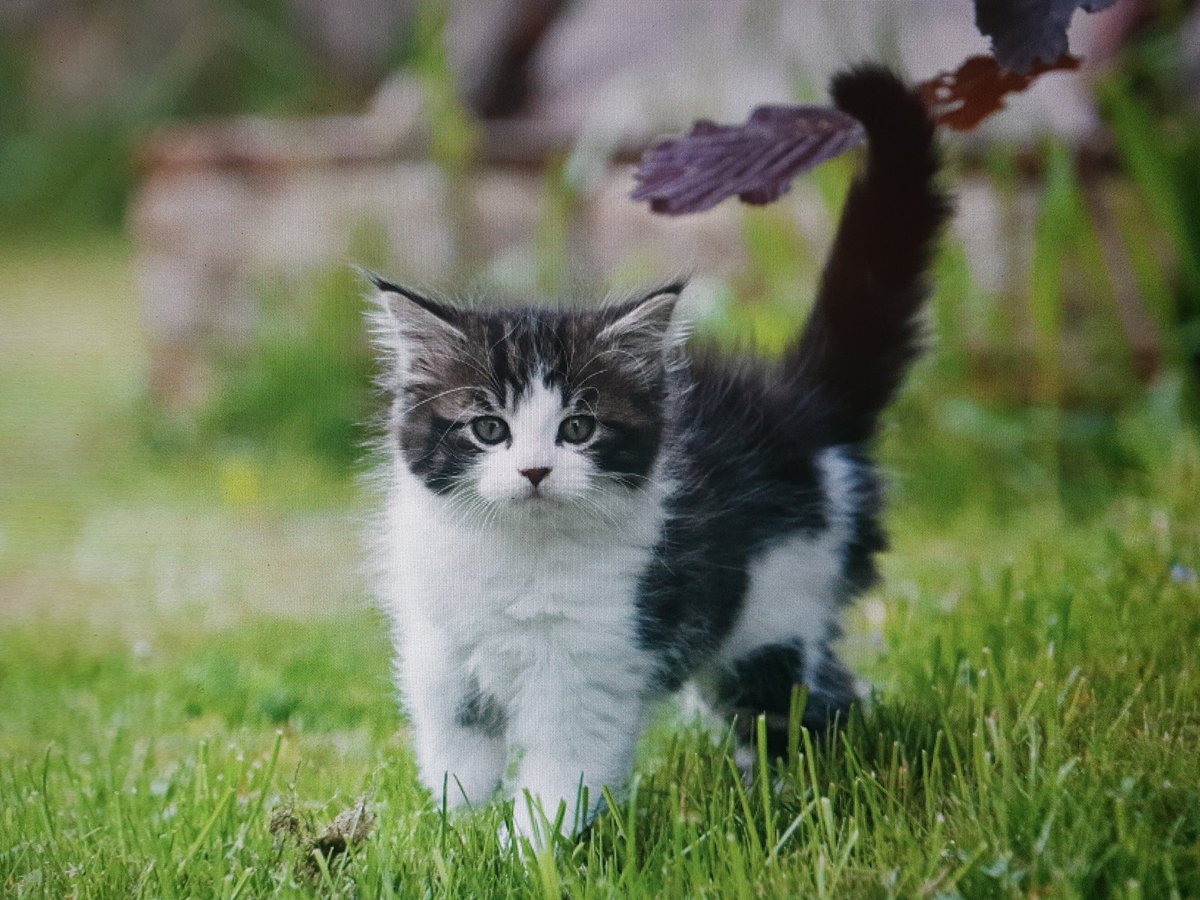 lilbiscat's tweet photo. Like I got to be there when he was born. Despite me never considering cats as pets back then, I decided to take him &amp; his sister home after he kept following me everywhere, which turned into the best decision I ever made. https://t.co/KlNr9QEnzx