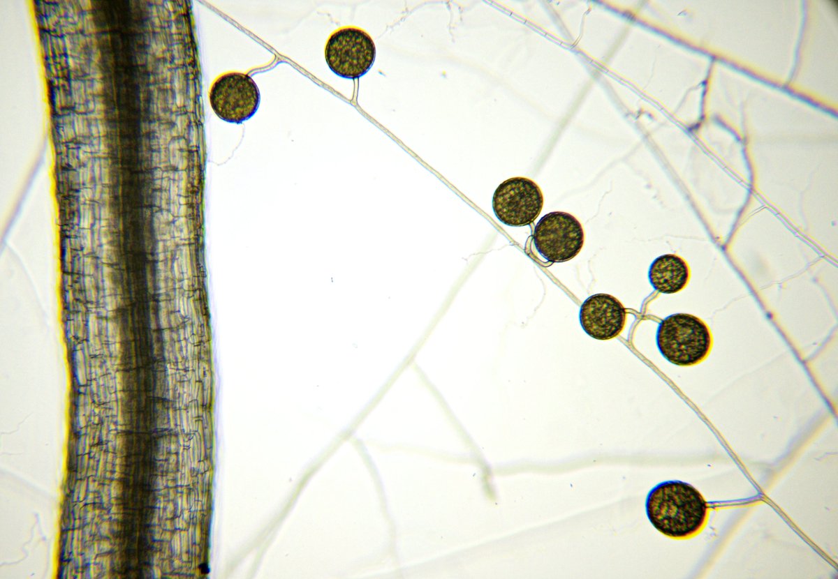 Paszkowski Lab tweet media