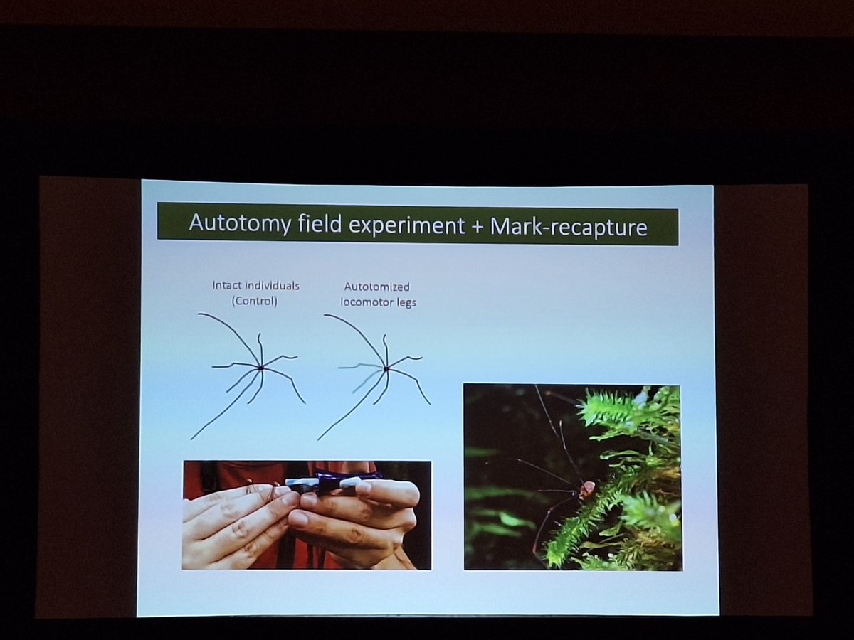 Fascinating talk on the broad effects and importance of limb autotomy in harvestmen by <a href="/RandallIgnacio/">Ignacio Escalante</a>! #SICB2024