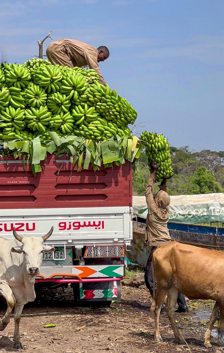 የጫሞ ሀይቅን ተሻግሮ የመጣ ሙዝ 

Arbaminch 
 #CaptureEthiopia #Ethiopia #VisitEthiopia #LandOfOrigins