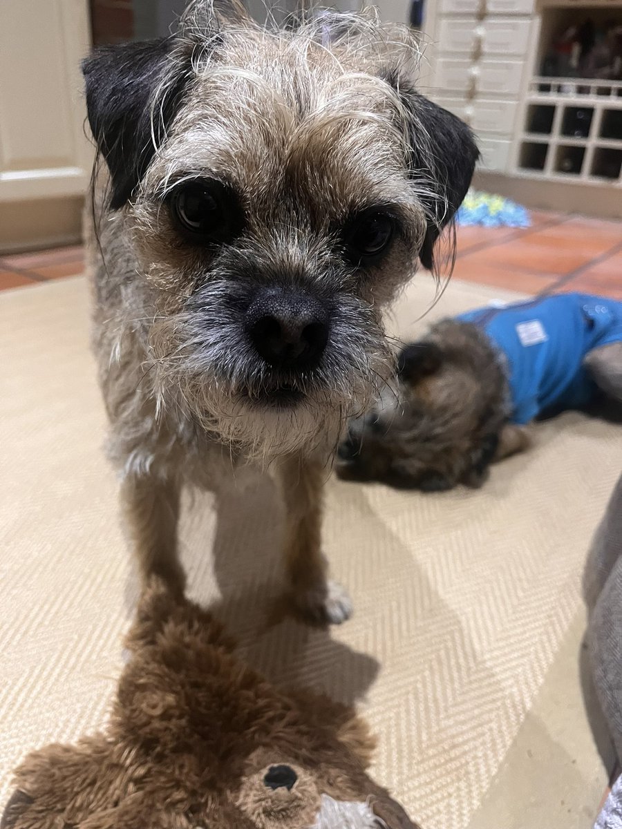 Well Billy is recovering nicely, it’s like nothing happened! Poppy’s not impressed as he had her favourite antler and trying to swap it for her Teddy. 
Poppy just home from a therapy session which went so well ! #BillyandPoppy #borderterriers #petsastherapy