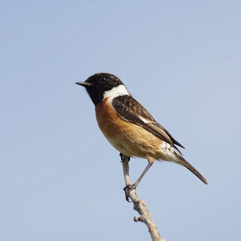 RSPB_Stockport's tweet photo. Join us on 8 January with Tom Aspinall, RSPB Conservation Officer for the Dark Peak.  Tom not only does vital conservation work in an endangered landscape, but is also a brilliant photographer, so well worth hearing and seeing. https://t.co/vPRvgPNZhu https://t.co/51UEbRJwLu