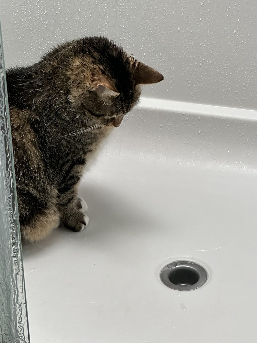 Natasha Swartley tweet media