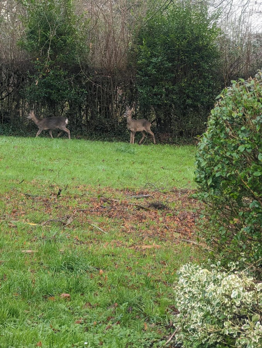 Lucky to have these Visitors at SNRC this morning.  Our hospital grounds are full of wildlife but these are my favourite ❤️