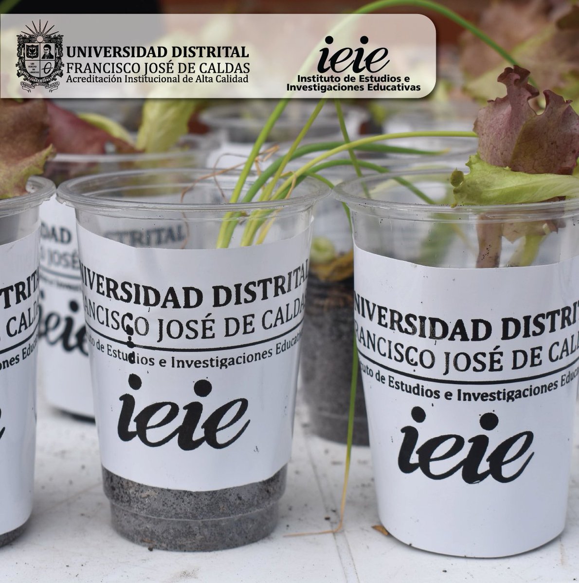 IEIE_UD's tweet photo. ✨ Agradecemos a cada familia de la localidad de #Bosa en el Salón comunal Villa del Río, por participar en nuestra Campaña cultural, ciudadana y comunitaria. Si aún no te has inscrito, ¡no te preocupes! 🏫🌟
Ingresa al enlace y realiza tu inscripción:   https://t.co/RvoI3Vzyb3 https://t.co/N6Pzz0GoXb