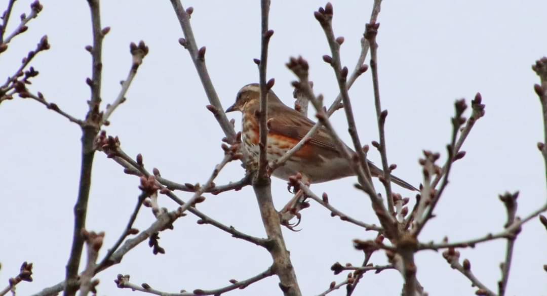 Terry Crow identified 33 bird species on New Year's day. Here are two of them, a Firecrest and Redwing, both seen on Wildern Moor @BirdAwareSolent @Britnatureguide @LGSpace @redwater1