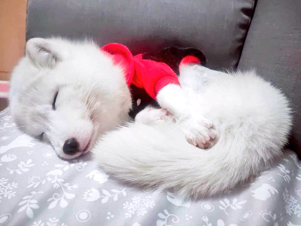 ❄️🦊