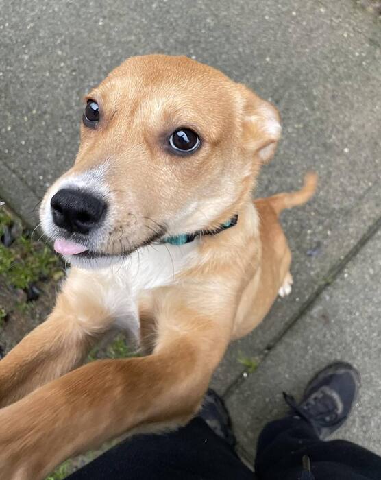 BC_SPCA's tweet image. Meet Lasso!❤️🐾Lasso is the largest, most confident puppy out of her group. Lasso would do best in an experienced, dog-savvy home as her exuberance will likely grow as she ages! Learn more about Lasso at ow.ly/IaqQ50QnfA3 #Comoxbc⁠
⁠