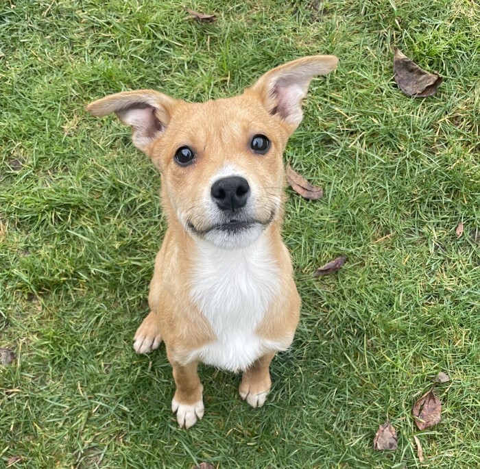 BC_SPCA's tweet image. Meet Lasso!❤️🐾Lasso is the largest, most confident puppy out of her group. Lasso would do best in an experienced, dog-savvy home as her exuberance will likely grow as she ages! Learn more about Lasso at ow.ly/IaqQ50QnfA3 #Comoxbc⁠
⁠